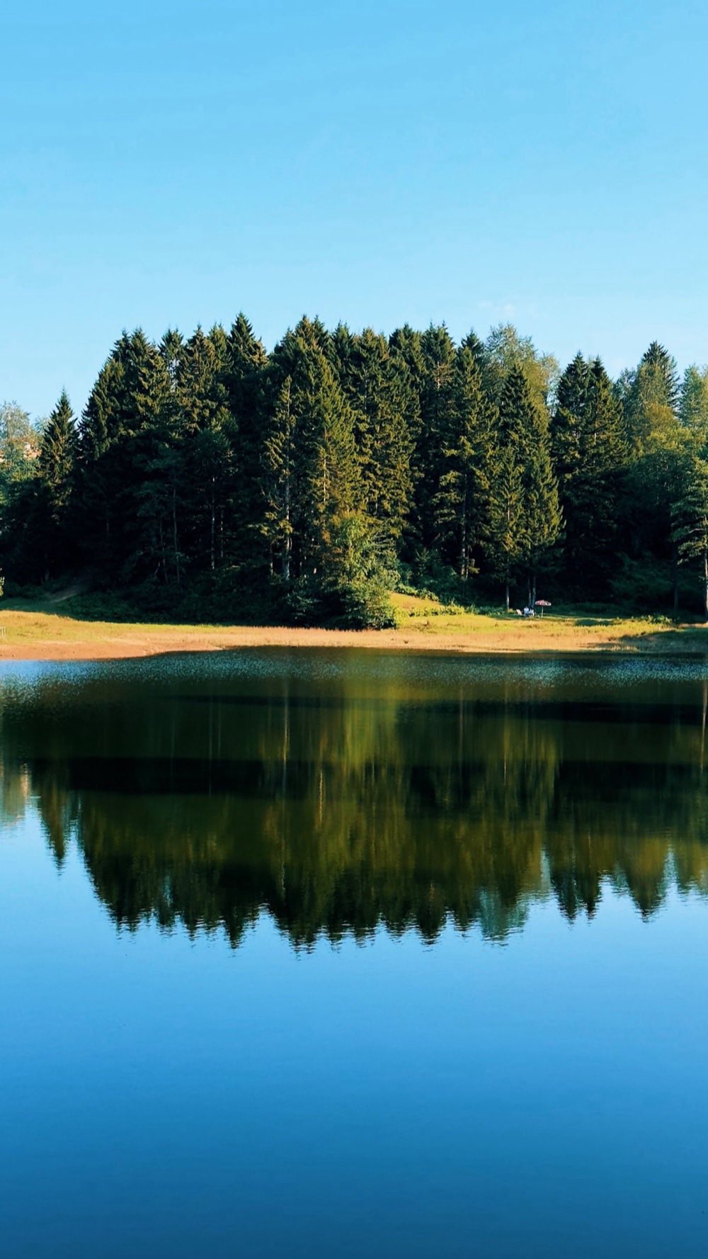 Forêt se reflétant dans l'eau immobile d'un lac